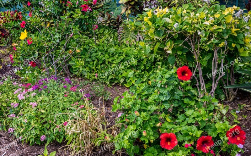 Garden Hibiscus Flowers Green Nature