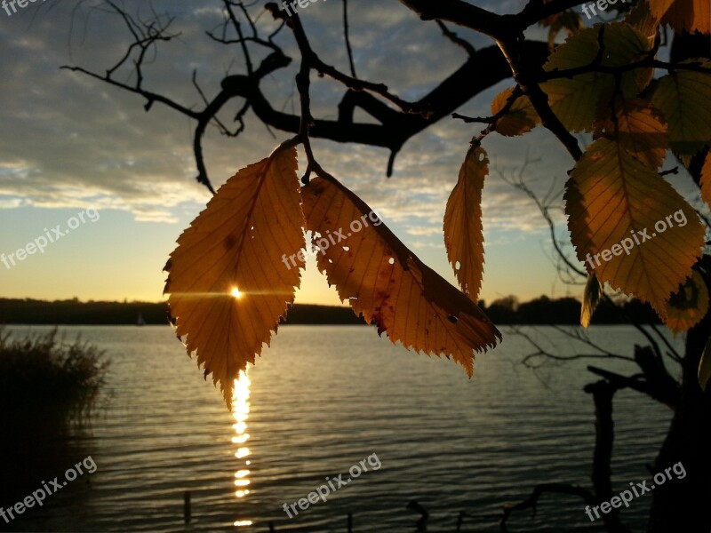 Autumn Leaf Color Leaves In The Autumn Golden Autumn