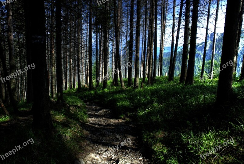 Tatry Poland Czerwone Wierchy Forest Mountains