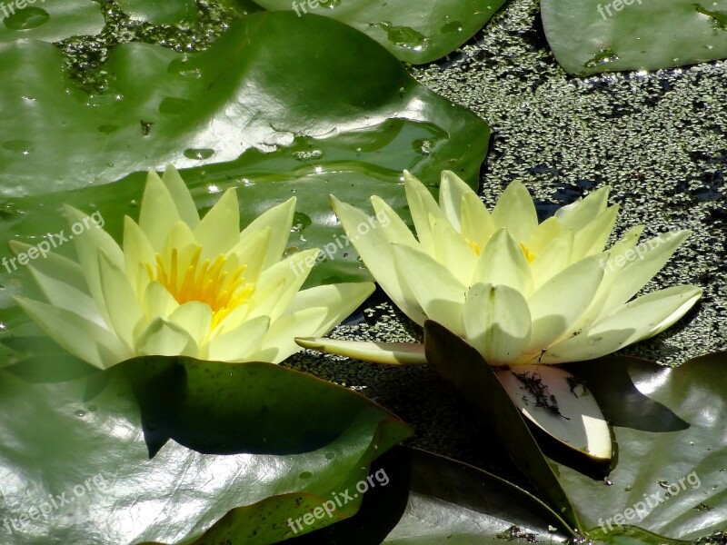 Water Lilies Bloom Aquatic Plant Nature Pond