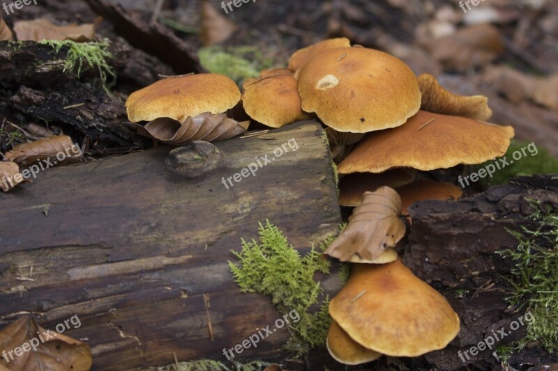 Forest Mushrooms Moss Nature Toxic