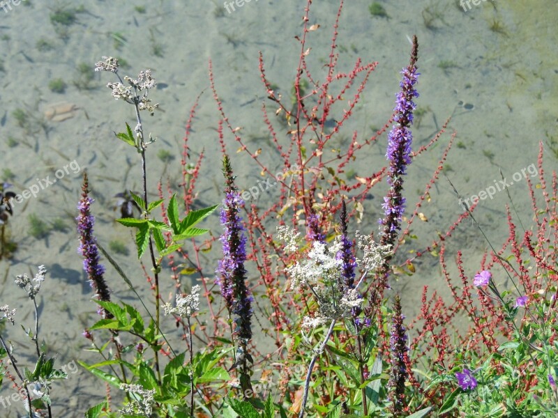 Wildflowers Nature Summer Outdoor Free Photos