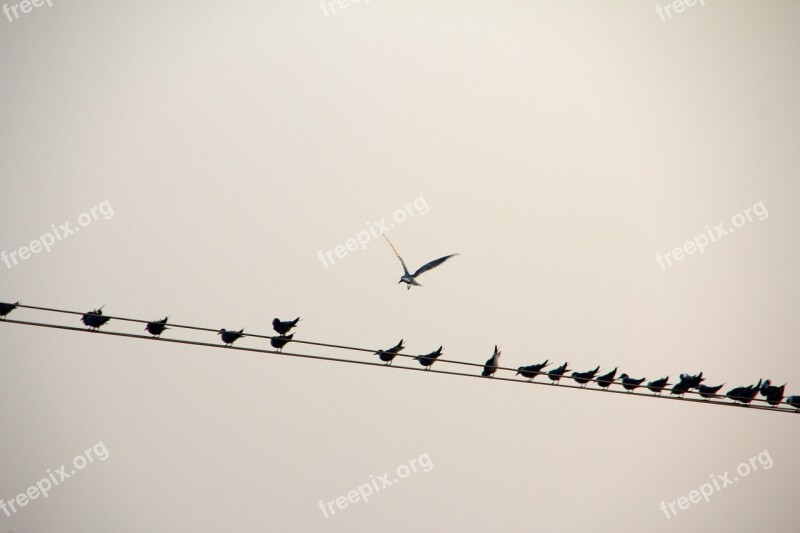 Bird Line Birds Power Line Free Photos