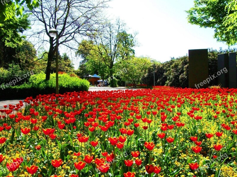 Flowers Field Of Flowers Nature Tulips Spring