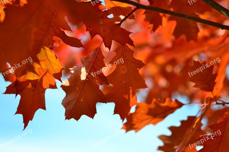 Autumn Foliage Red Leaves Tree Autumn Gold