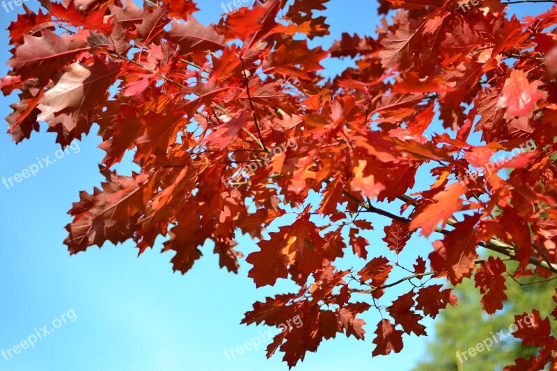 Autumn Foliage Red Leaves Tree Autumn Gold