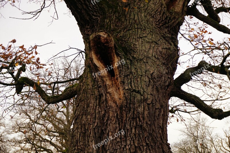 Tree Tribe Hollow Oak Log