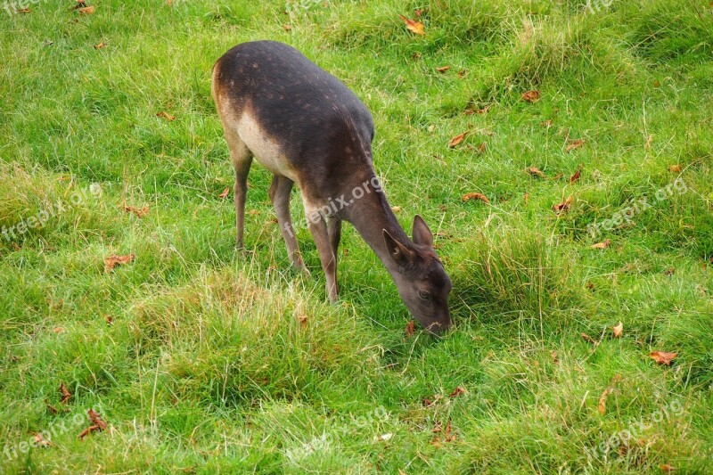 Deer Nature Animals Wild Animal World