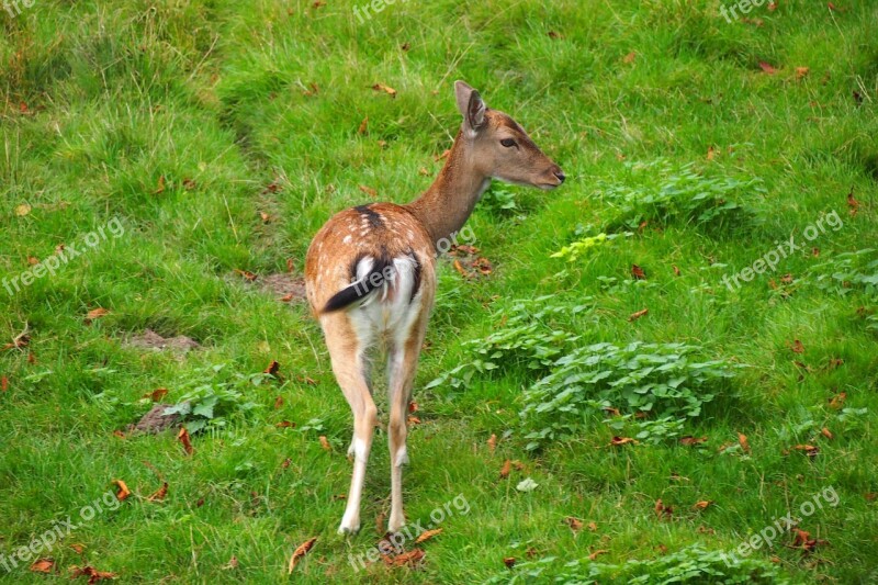 Nature Deer Wildlife Wild Animals