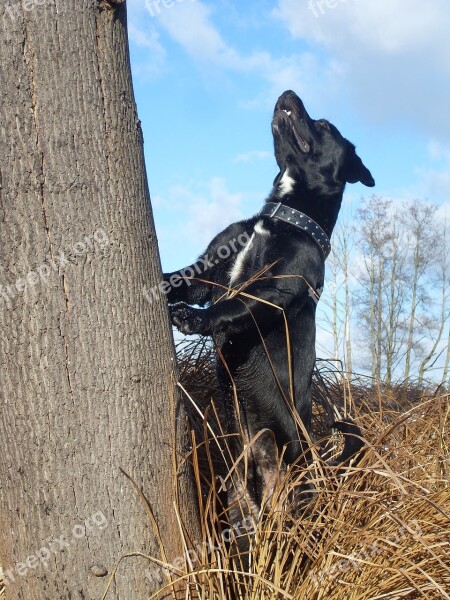 Dog Outdoors Labrador Tree Hunting