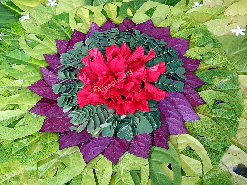 Flower Leaves Rosette Plant Design Color