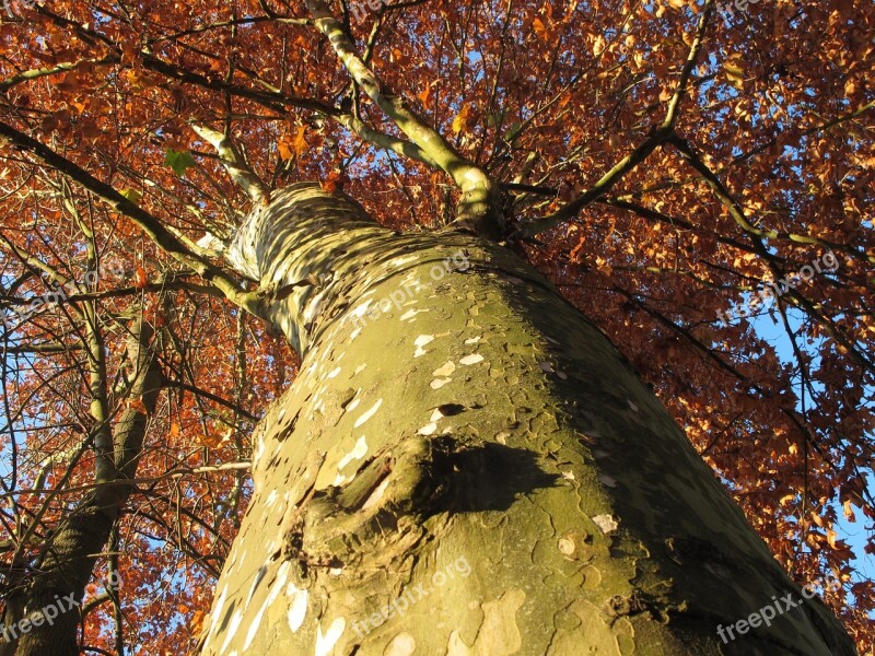 Tree Autumn Sycamore Tree In The Fall Leaves In The Autumn