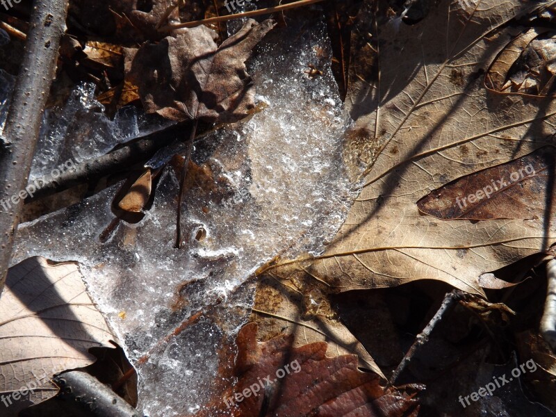 Leaf Ice Winter Frozen Nature