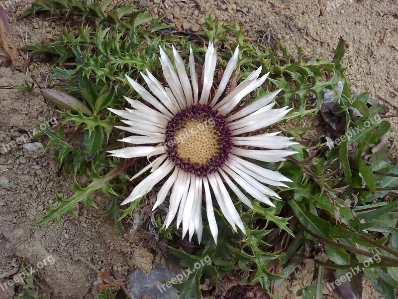 Thistle Blossom Bloom Flower Silver Thistle