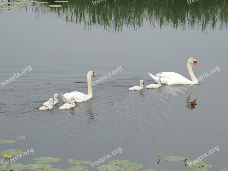 Water Swans Pullen Birds Gracefully