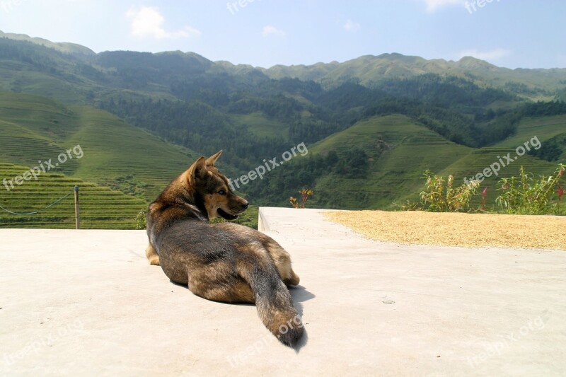 Dog China Plantation Guard Dog Guards