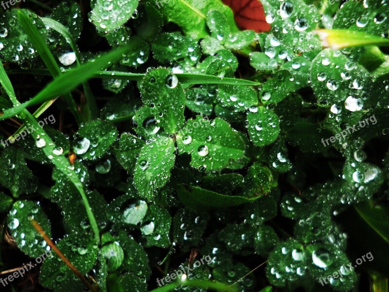 Clover Macro Water-drop Nature Wet