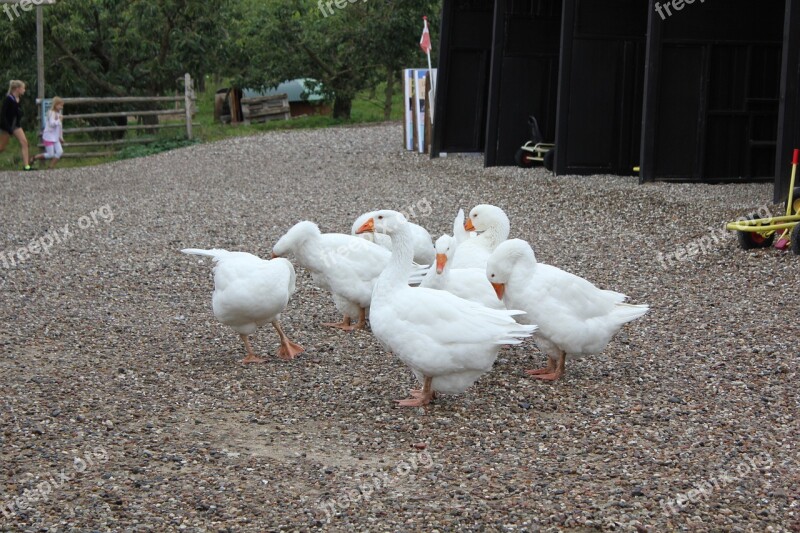 Geese Zealand Farm Free Photos