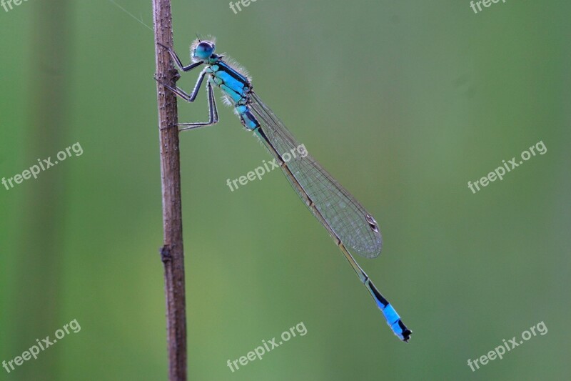 Dragonfly Small Dragonfly Unlucky Dragonfly Flight Insect Insect