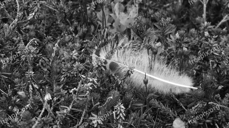 Plumule Pen In The Grass Feather Free Photos