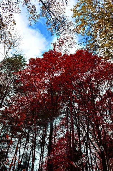 Nature Forest Tree Colored Autumn