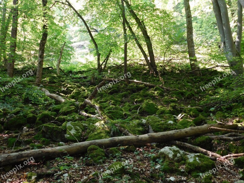 Forest Glade Trees Moss Green