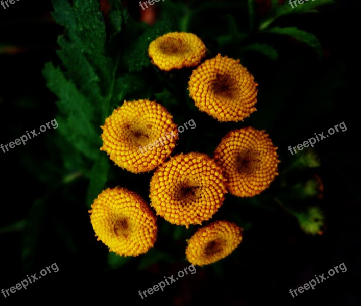 Macro Yellow Plant Nature Garden