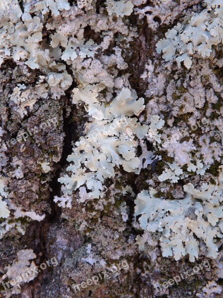 Bark Tree Moss Old Plant