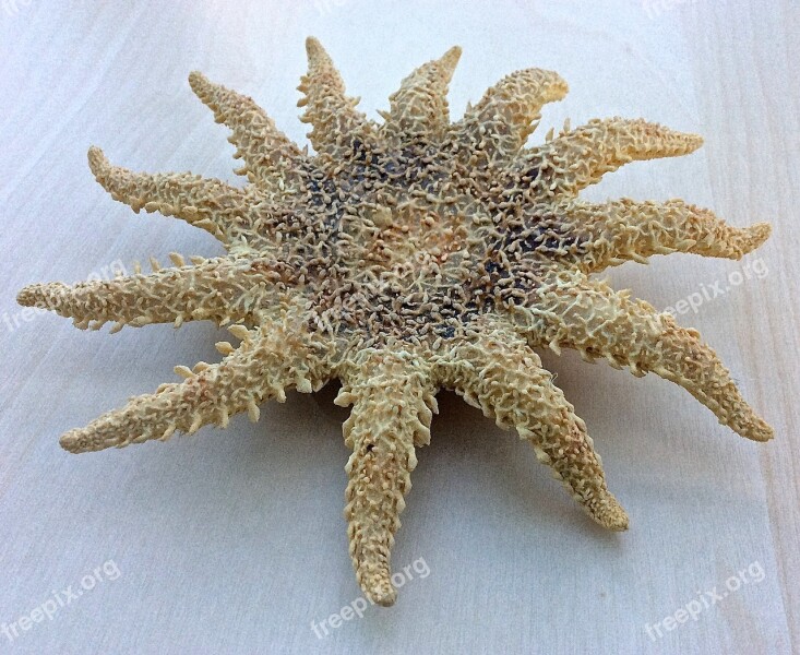 Sea Star Sea Star Nature Holiday