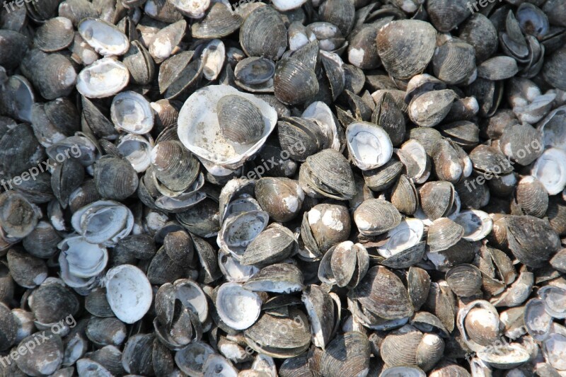 Mussels Shells Mussel Shells Sea Animals Free Photos