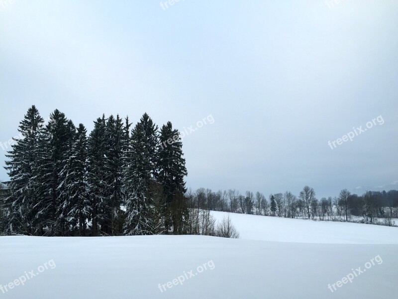 Winter Snow Wintry Winter Dream Winter Forest