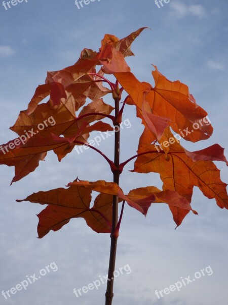 Autumn Leaves Staining Maple Fall Color Chestnut Leaves