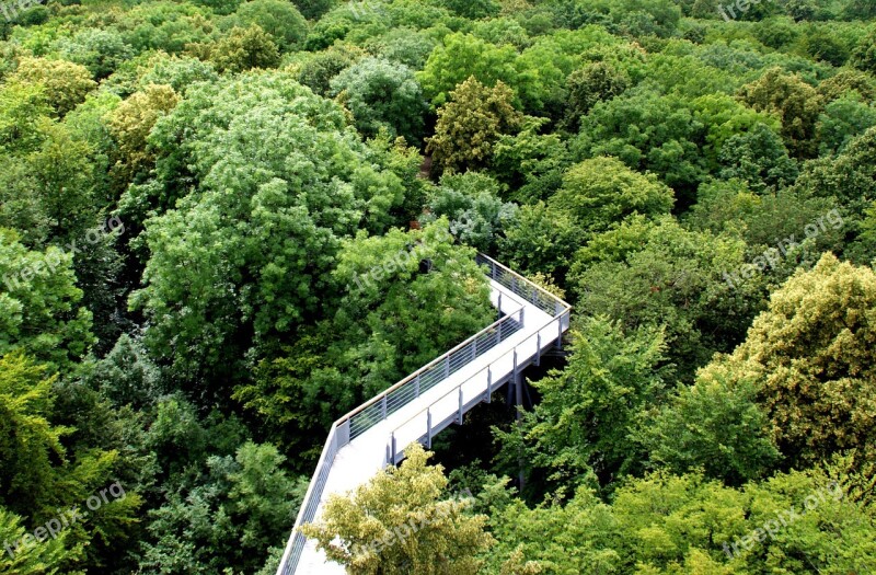 Forest Ways Tops Green Treetop Path Treetop Walking