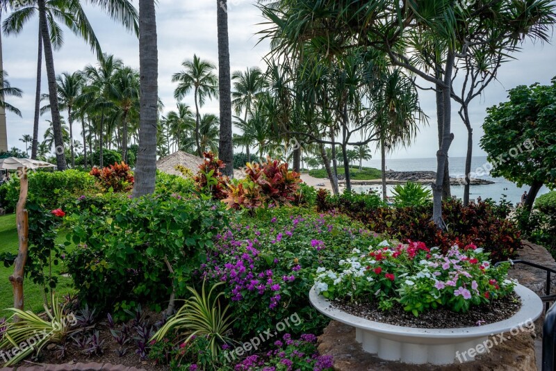 Hawaii Flowers Garden Tropical Nature