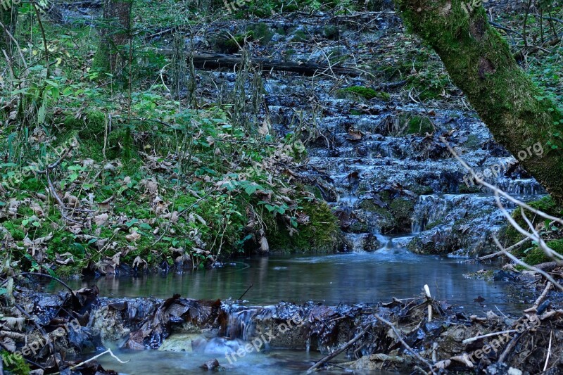 Nature Bach Water Forest Creek