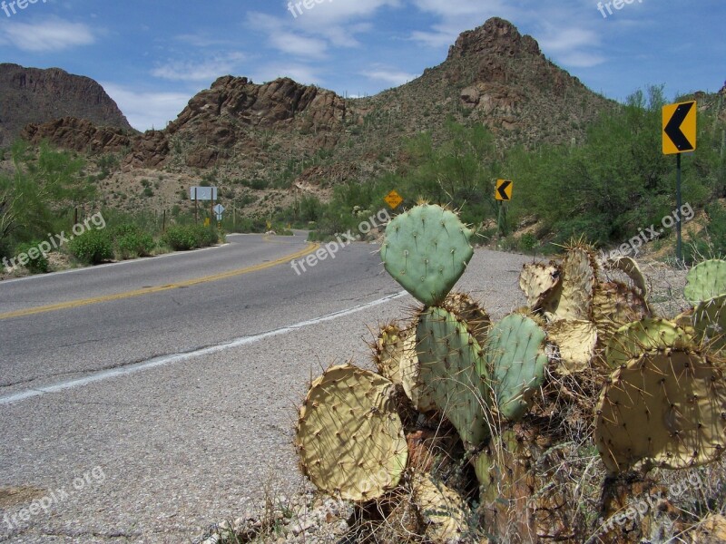 Tucson Arizona Usa Mountain Park Cactus