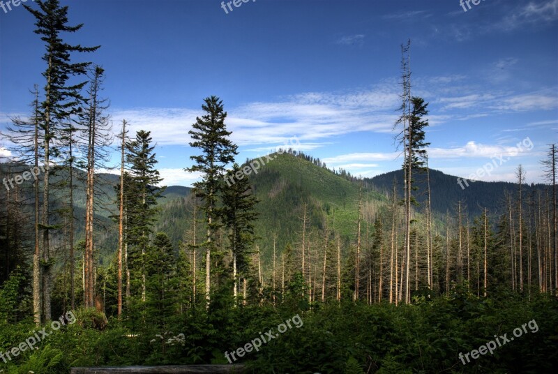 Tatry Poland Czarwone Valleys Forest Mountains