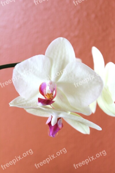 Orchid White Flower Tropical Petal