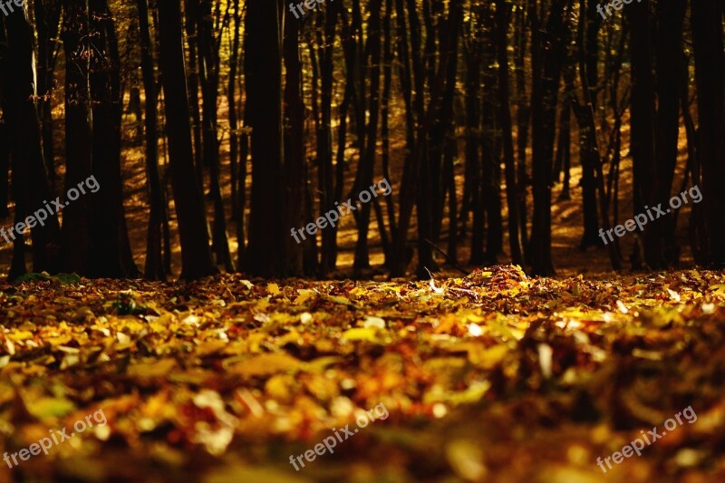 Forest Autumn Foliage Slovakia Nature