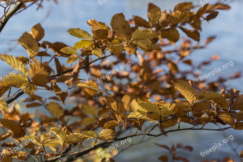 Autumn Late Autumn Leaves Color Fall Color