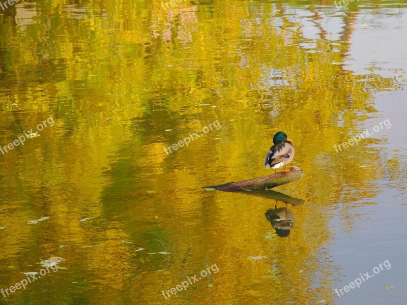 Duck Reflection Water Shine Nature