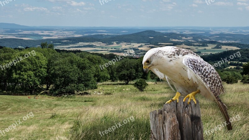 Raptor Falconry Bird Of Prey Flying Portrait