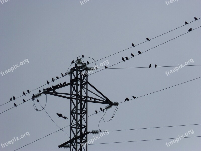 Birds Cables Power Line Free Photos