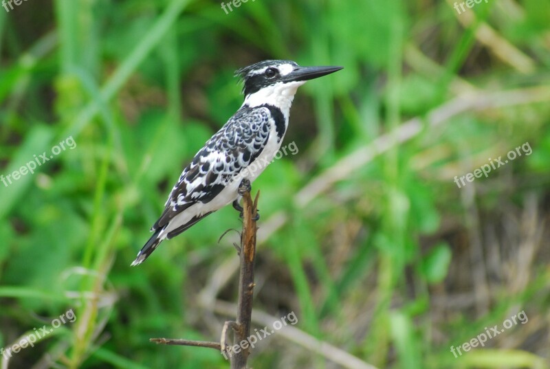 Nature Africa Bird Woodpecker Animal