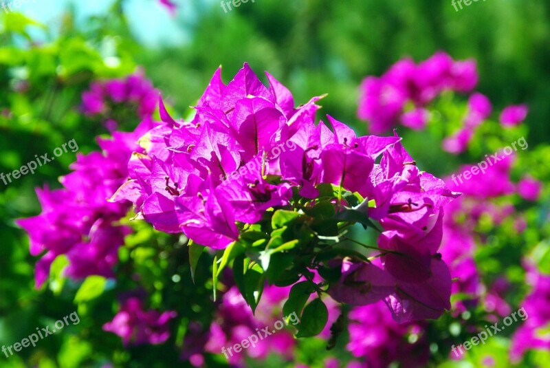 Bougainvillea Botany Exotic Flowers Free Photos