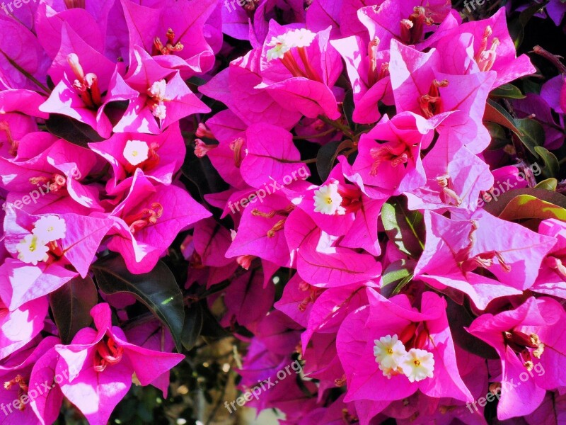 Bougainvillea Pink Exotic Flower Free Photos