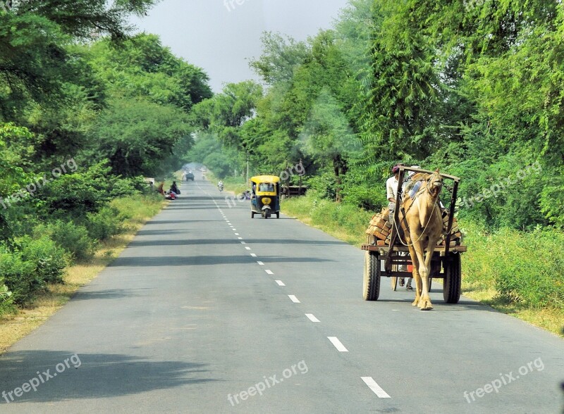 India Travel Transport Rajasthan Dromedary