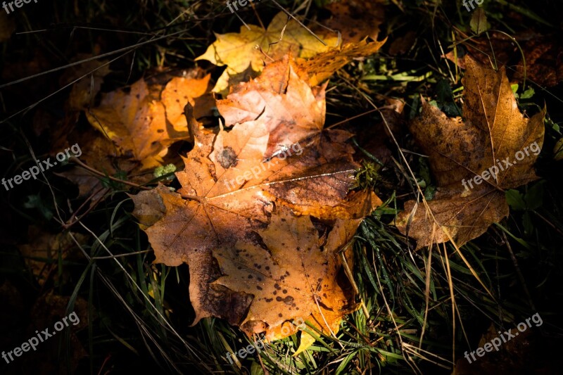 Autumn Nature Tatry Slovakia Foliage