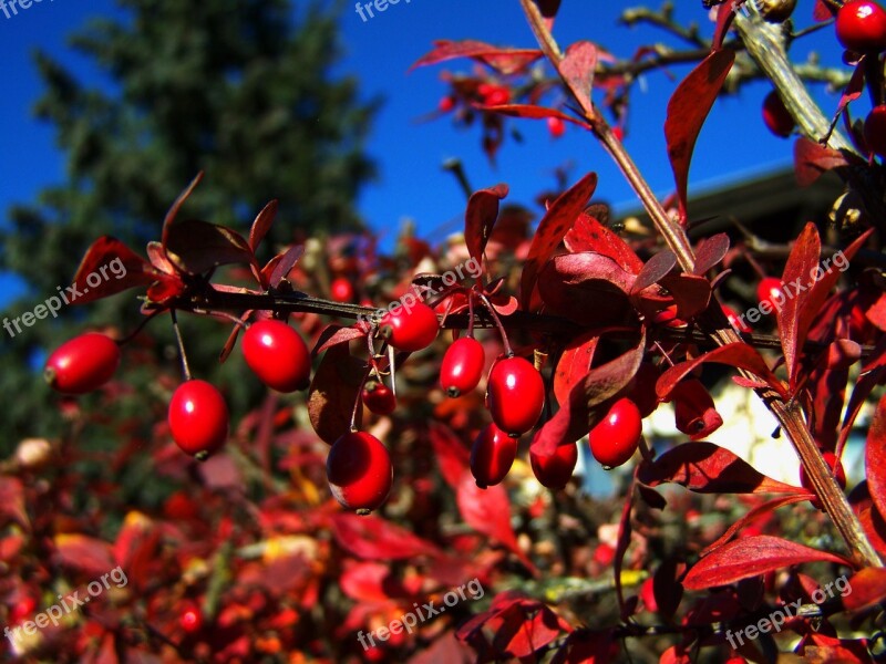 Red Berries Fall Harvest Sorrel Barberries Free Photos