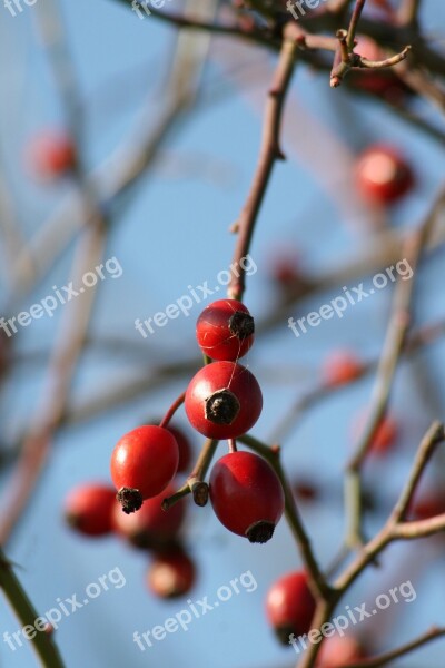 Nature Health Rosehips Bush Vitamin C